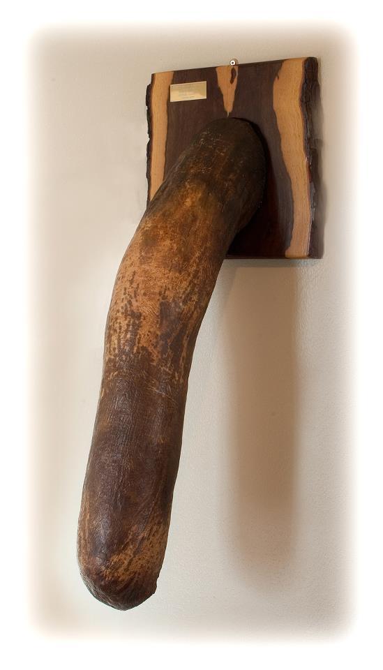 Cover image of this place Icelandic Phallological Museum