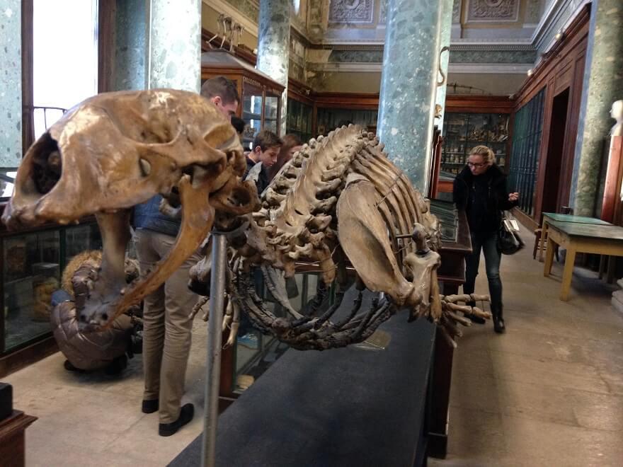 Cover image of this place Musée d'Anatomie