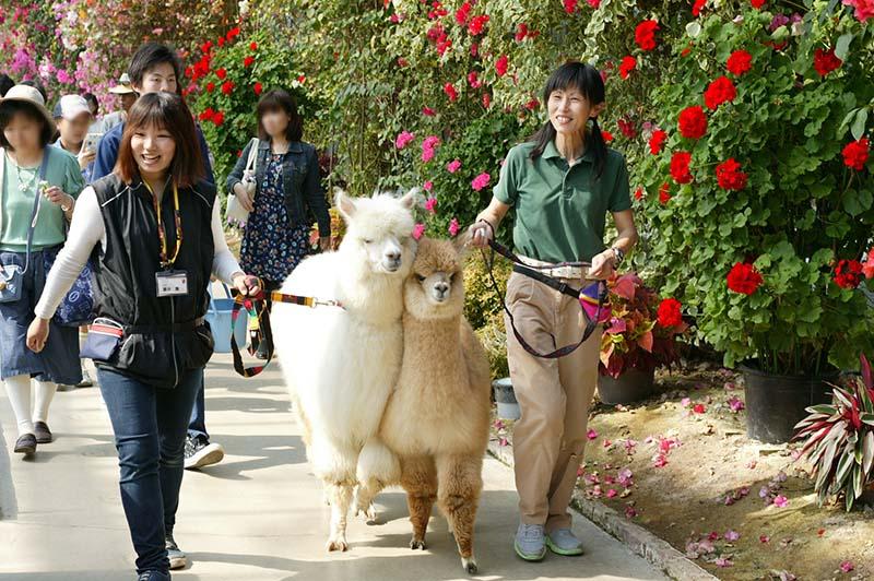 Cover image of this place Kobe Animal Kingdom (神戸どうぶつ王国)