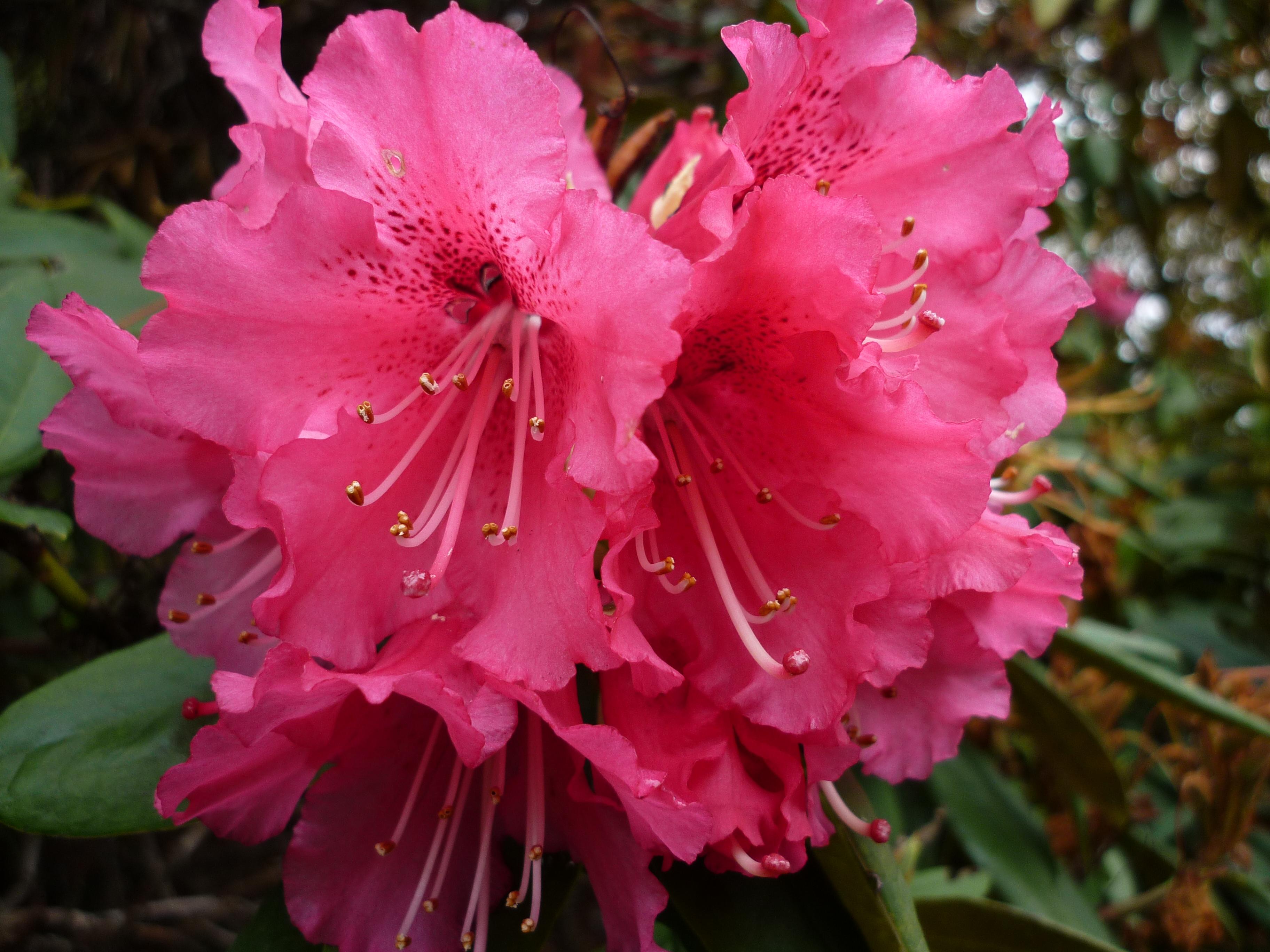 Cover image of this place Royal Botanic Garden Edinburgh