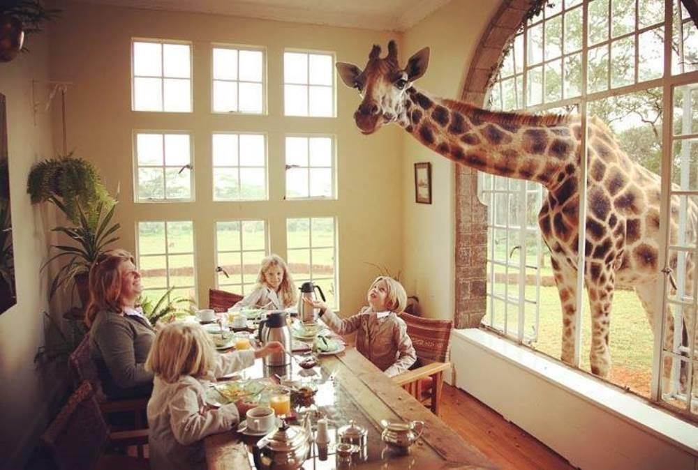 Cover image of this place Giraffe Manor