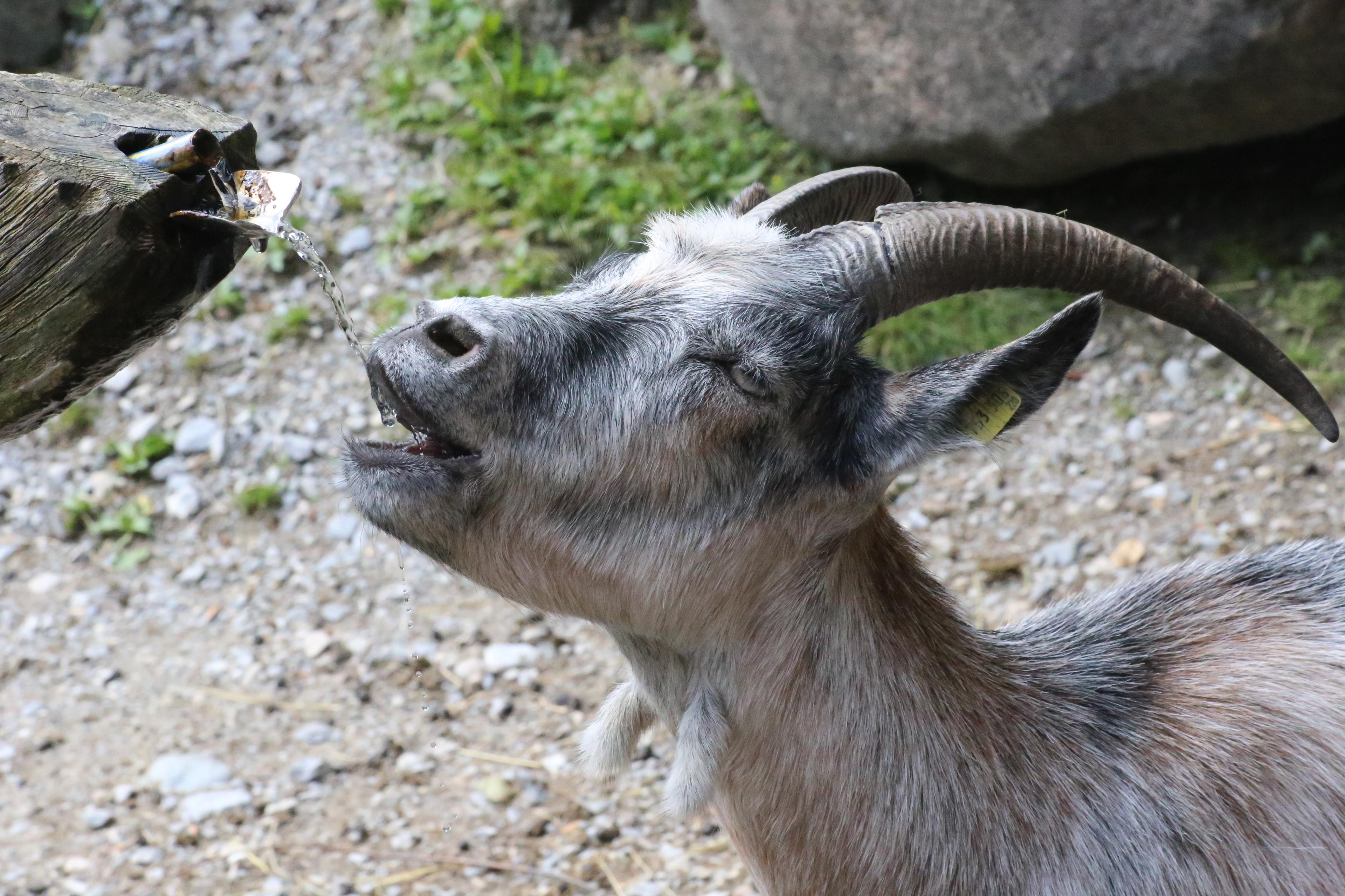 Cover image of this place Alpenzoo Innsbruck
