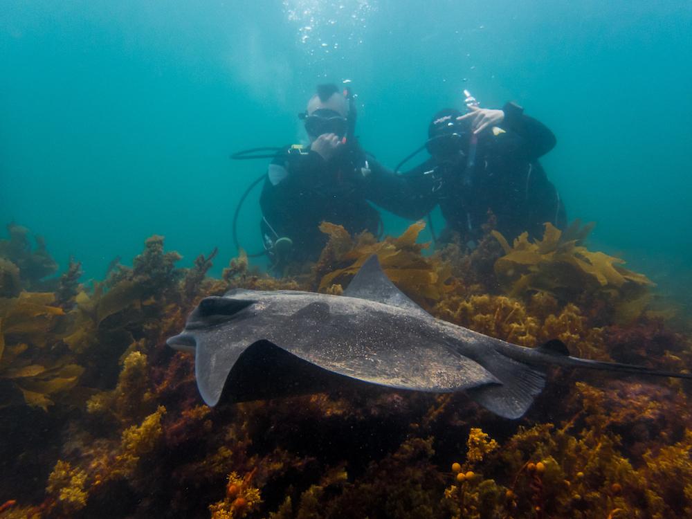 Cover image of this place Goat Island Marine Reserve