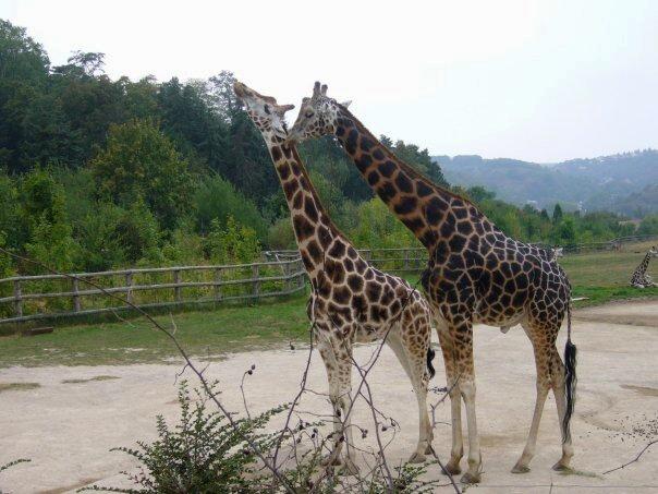 Cover image of this place Prague ZOO