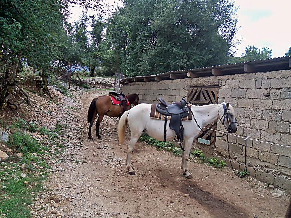 Cover image of this place Horse - Riding at Great Papigko
