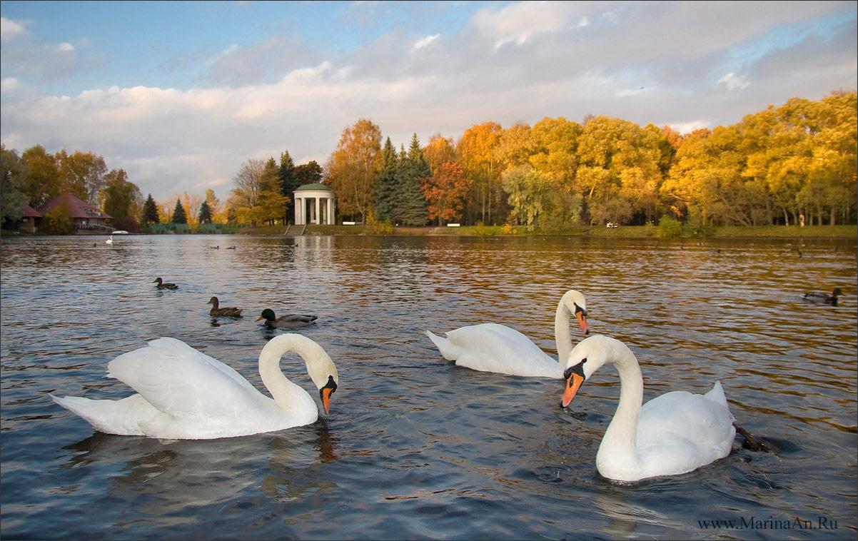 Cover image of this place Maritime Victory park on Krestovsky island