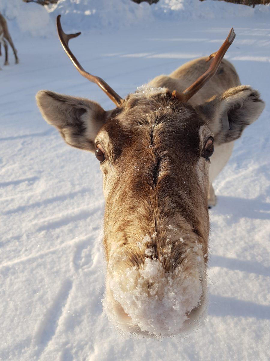 Cover image of this place Reindeer Farm Angeli