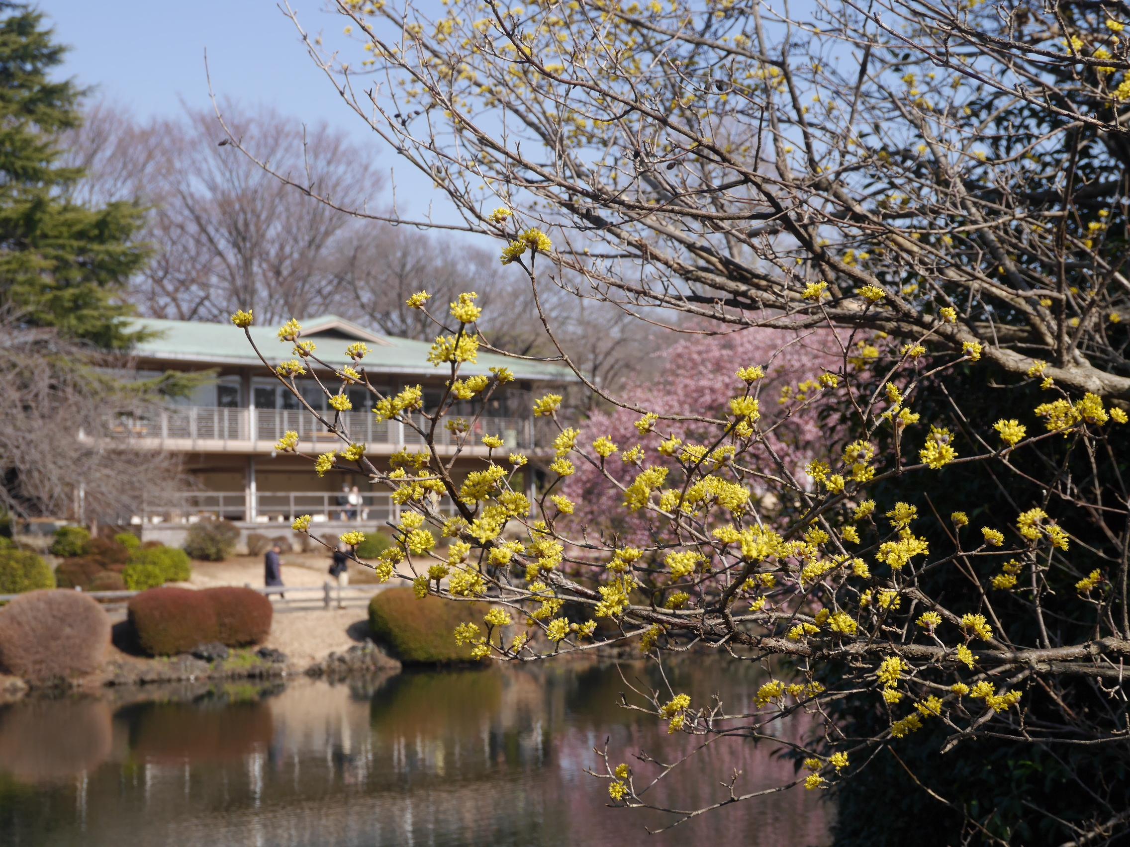 Cover image of this place Shinjuku Gyoen (新宿御苑)