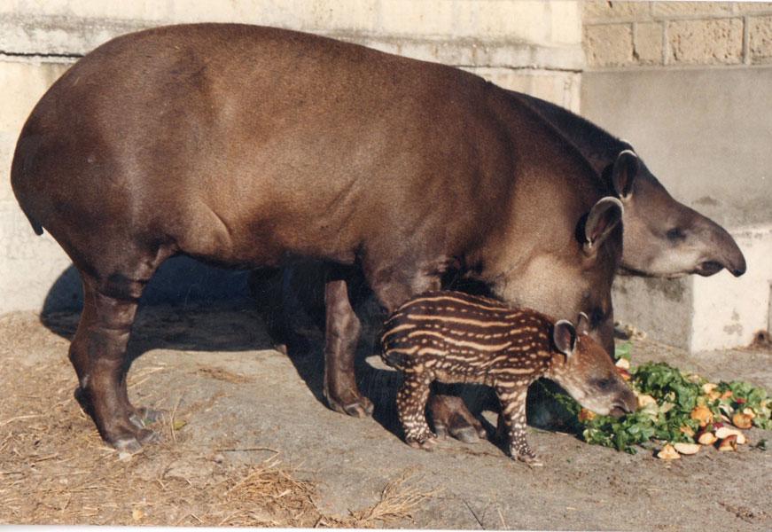 Cover image of this place Zoo di Napoli