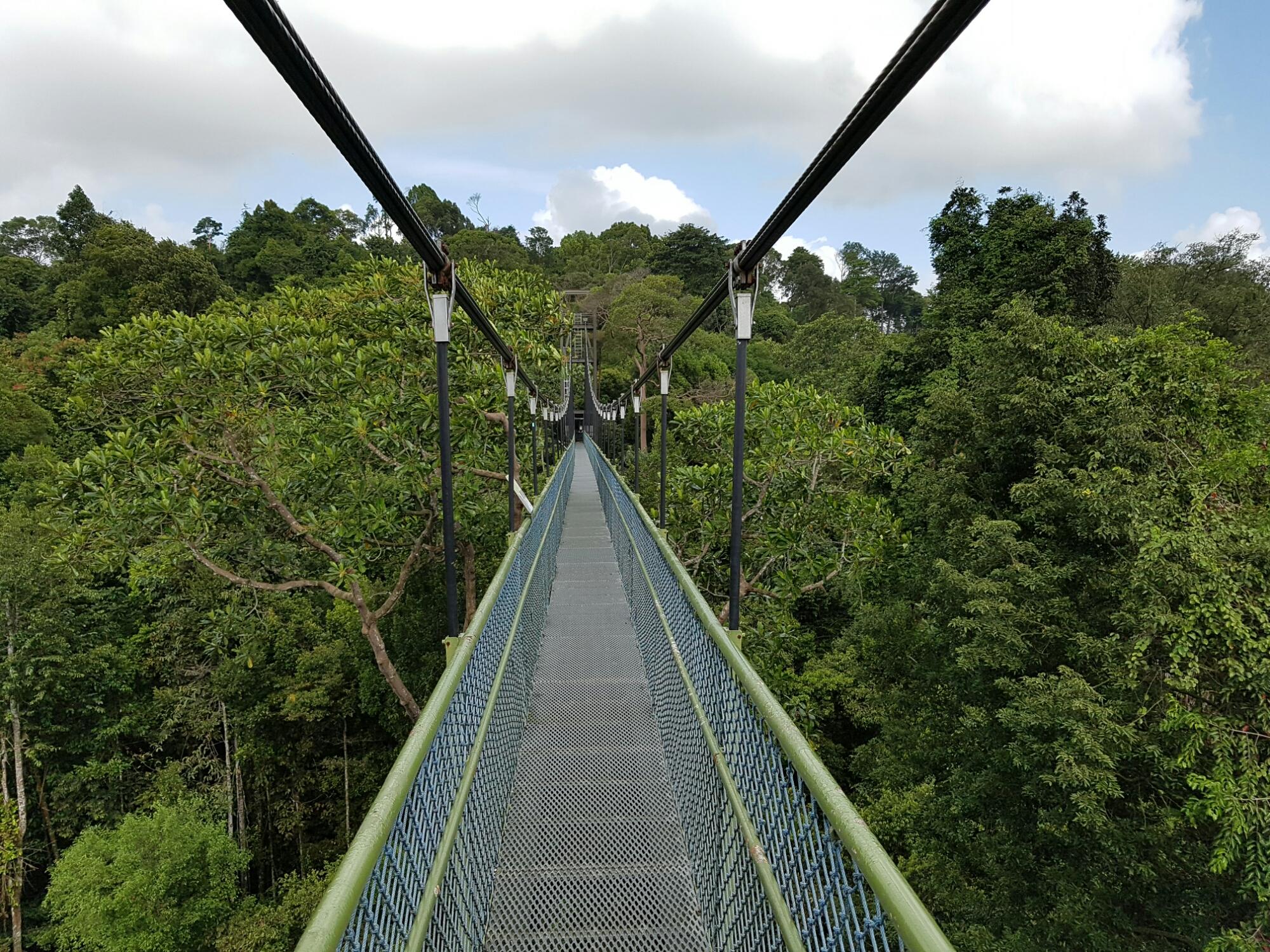 Cover image of this place Macritchie Treetop Walk Trailhead, Singapore