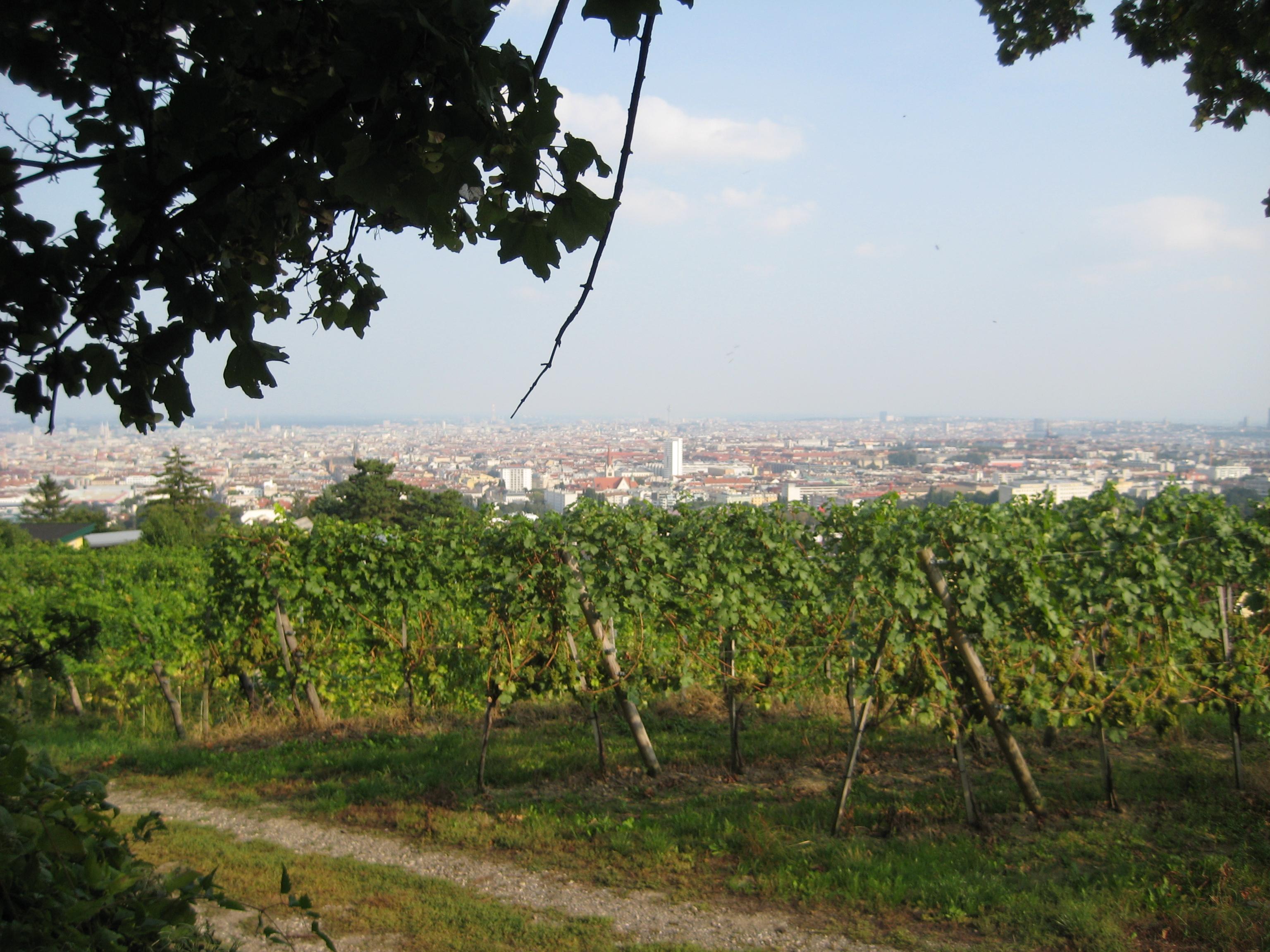 Cover image of this place Weinbau & Heuriger Leitner
