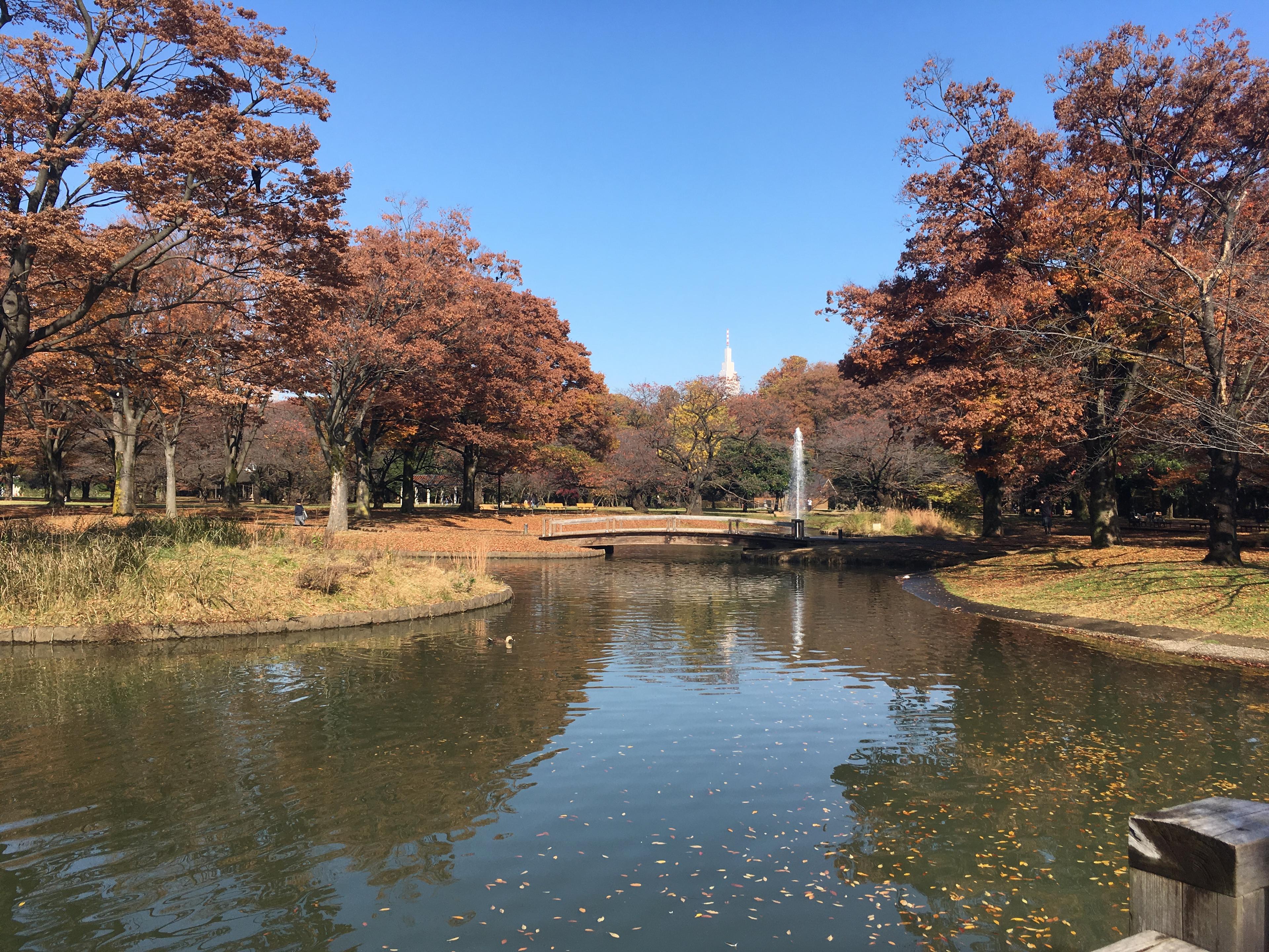 Cover image of this place Yoyogi Park (代々木公園)