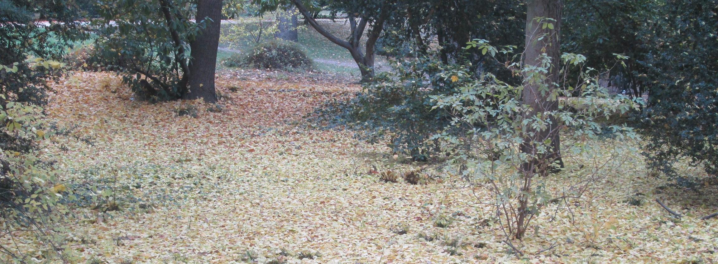 Cover image of this place Peacocks: Royal Turkeys for us :)