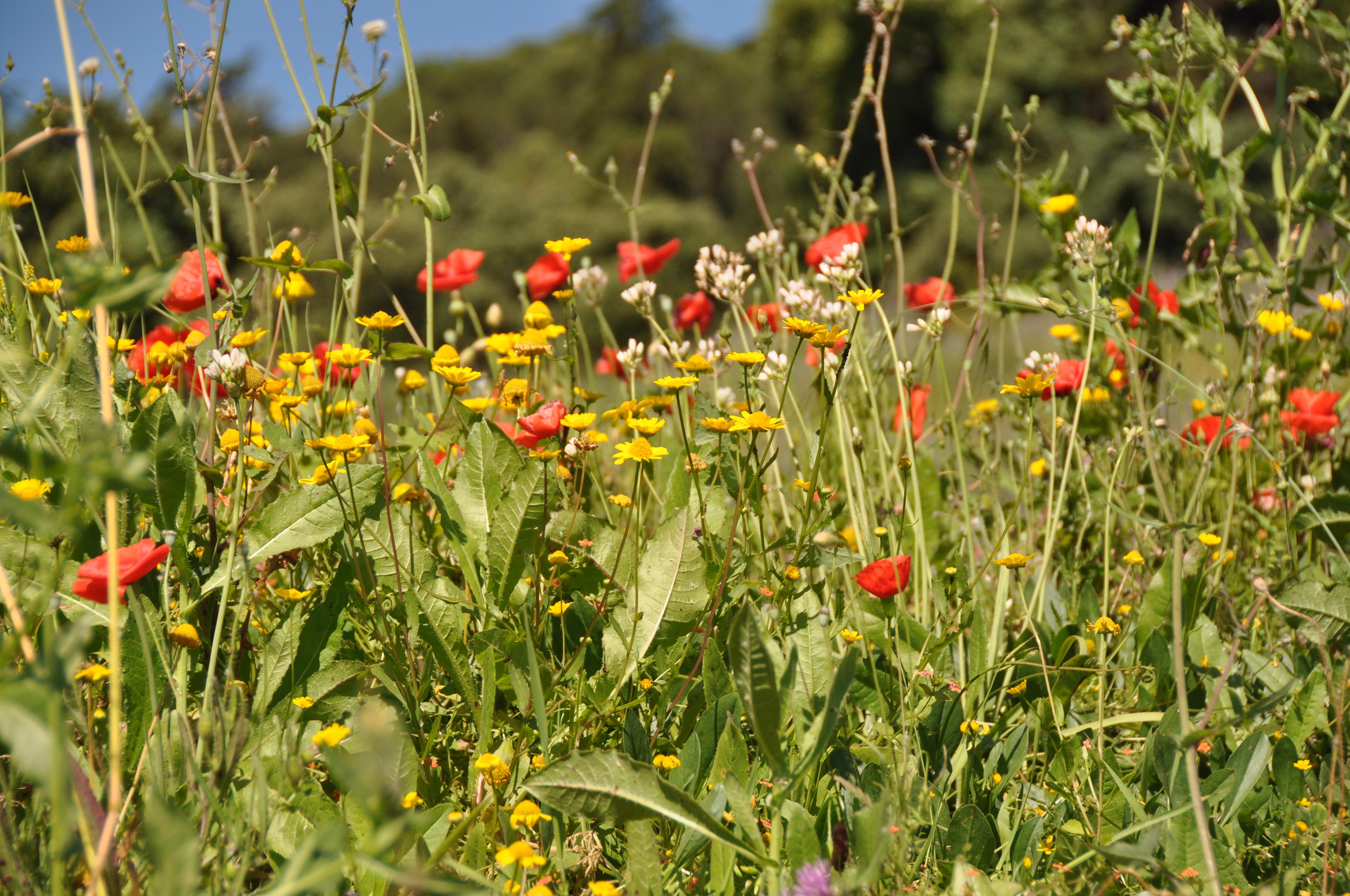 Cover image of this place Parque Florestal de Monsanto