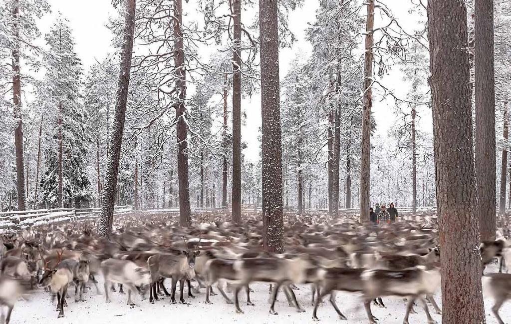 Cover image of this place Nilivaara's Reindeer Separation Fence