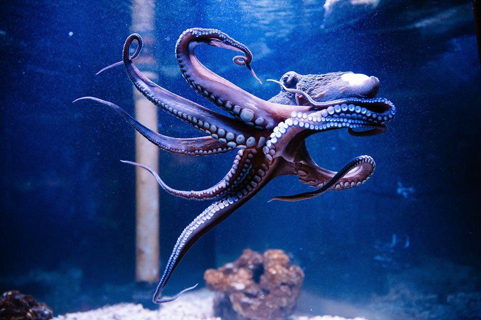 Cover image of this place Aquarium Terrarium Sibenik ZOO