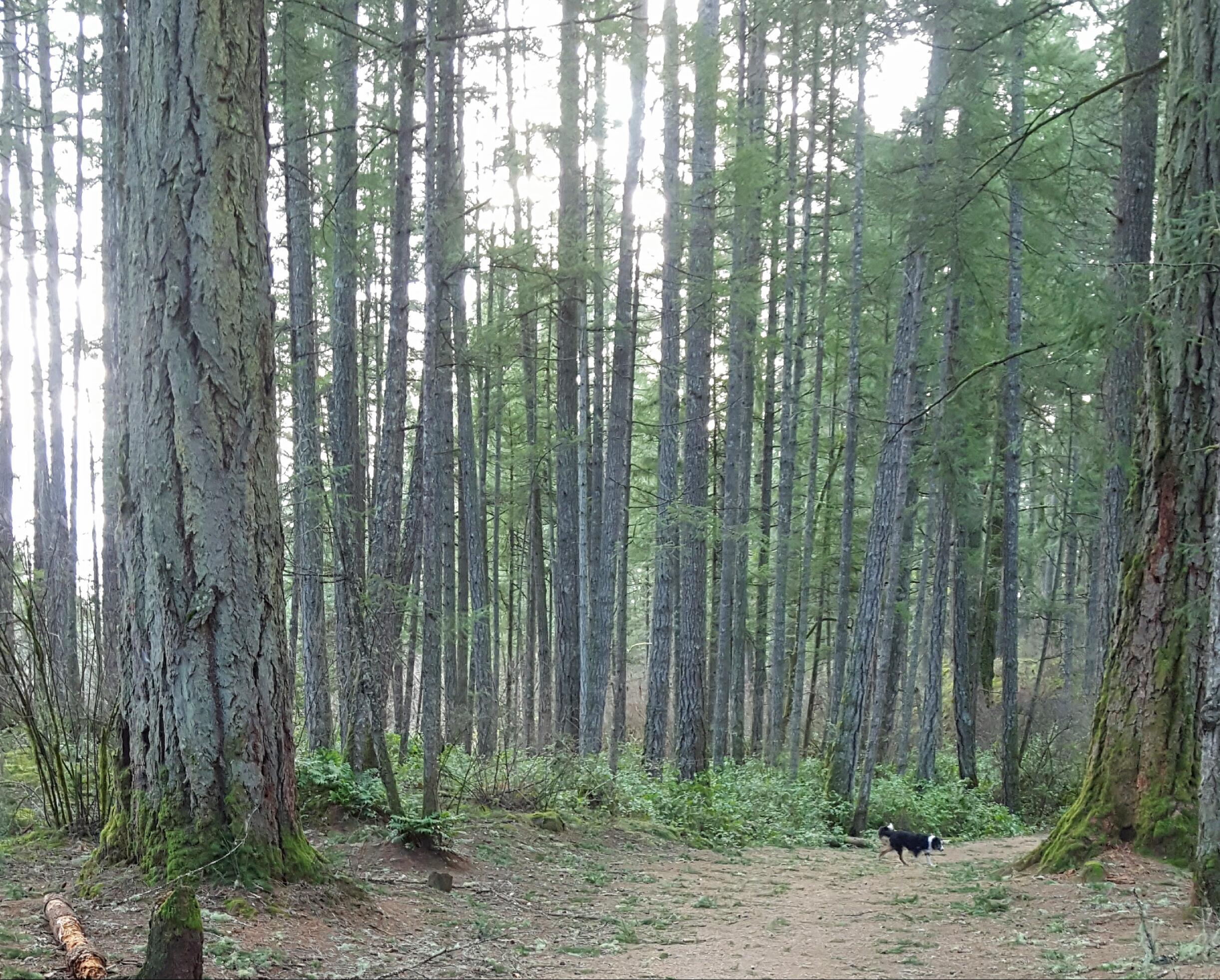 Cover image of this place Thetis Lake Regional Park