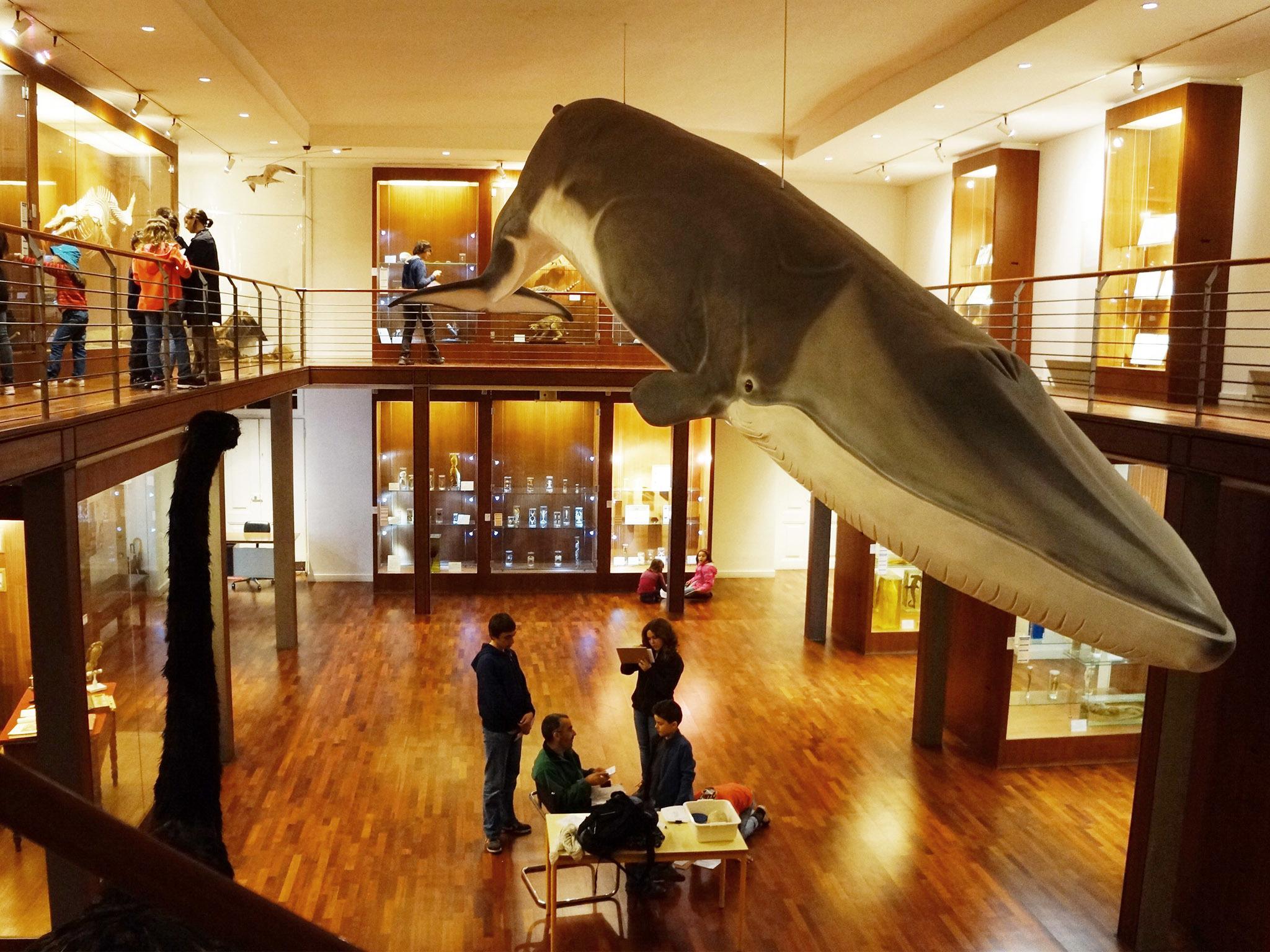 Cover image of this place Museu Nacional de História Natural e da Ciência