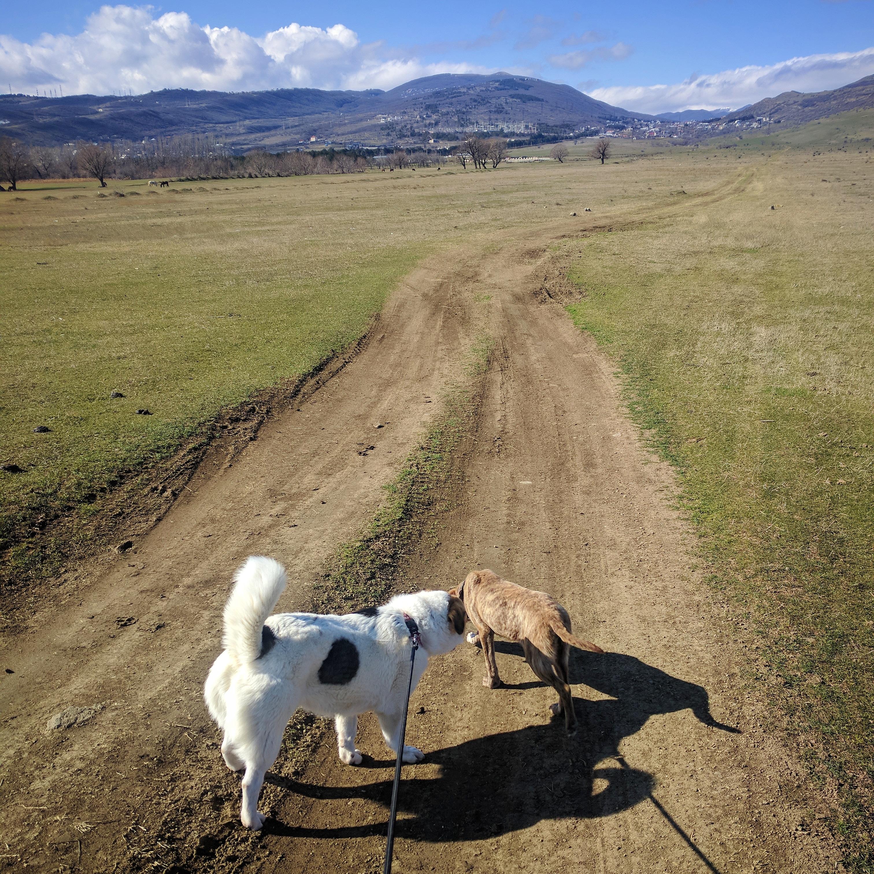 Cover image of this place Dog Shelter