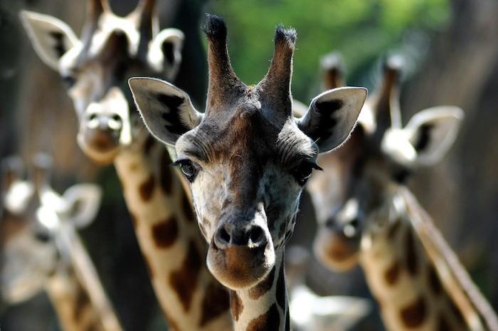Cover image of this place Bioparco di Roma