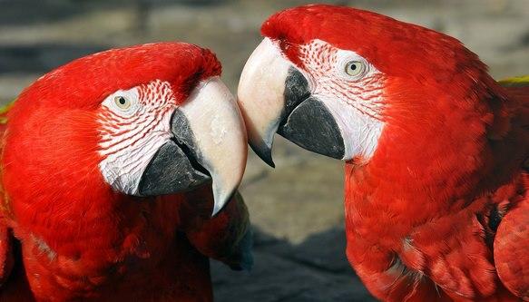 Cover image of this place Budapest Zoo