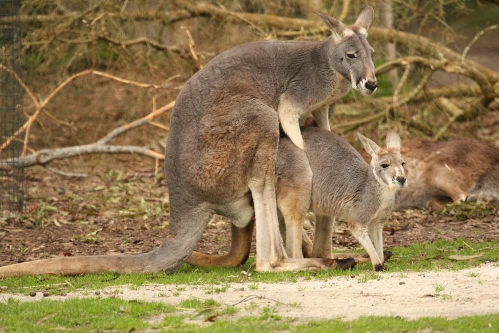 Cover image of this place Healesville Sanctuary