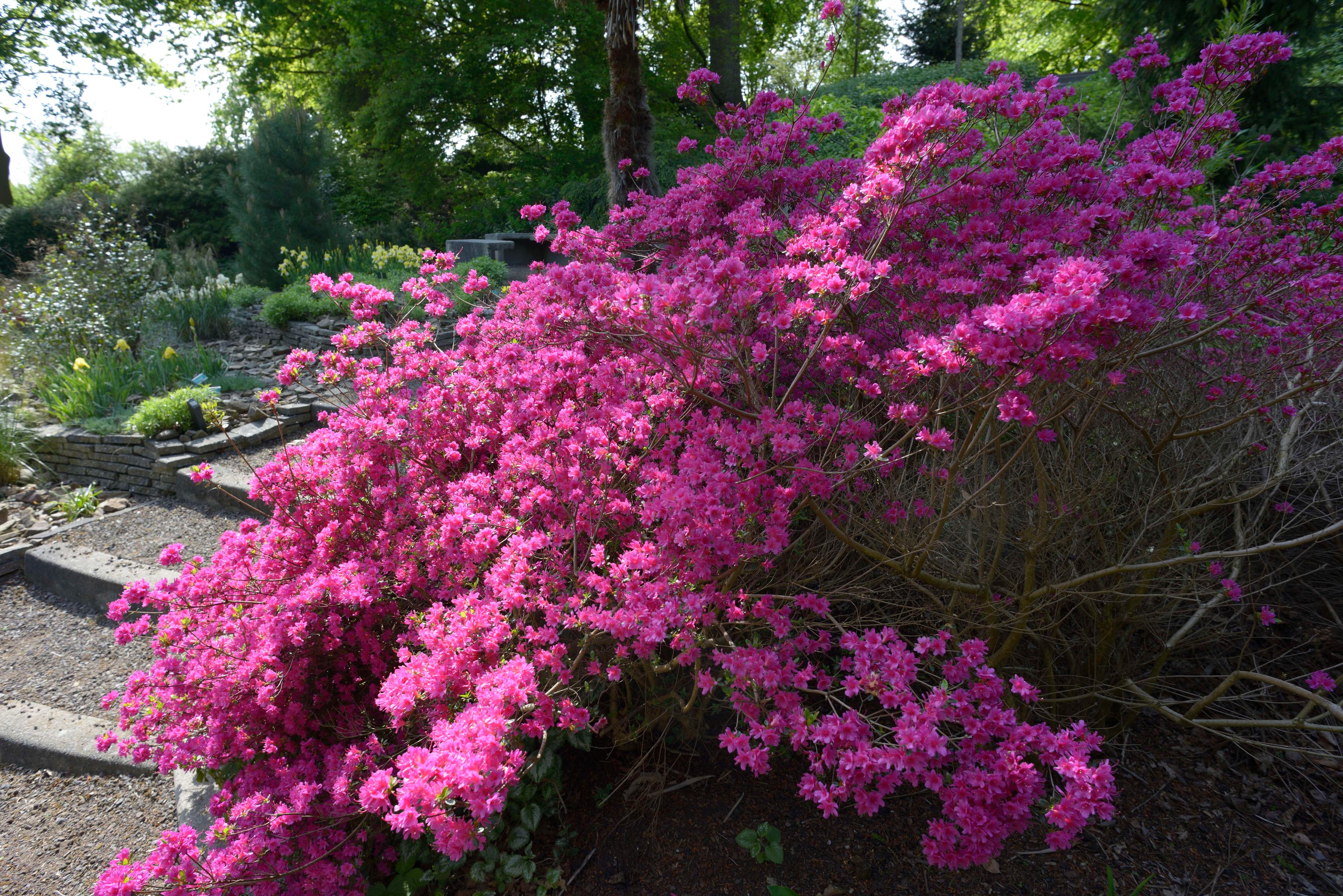 Cover image of this place Botanic Garden University Utrecht