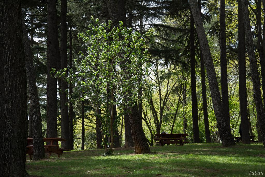 Cover image of this place Emirgan Korusu