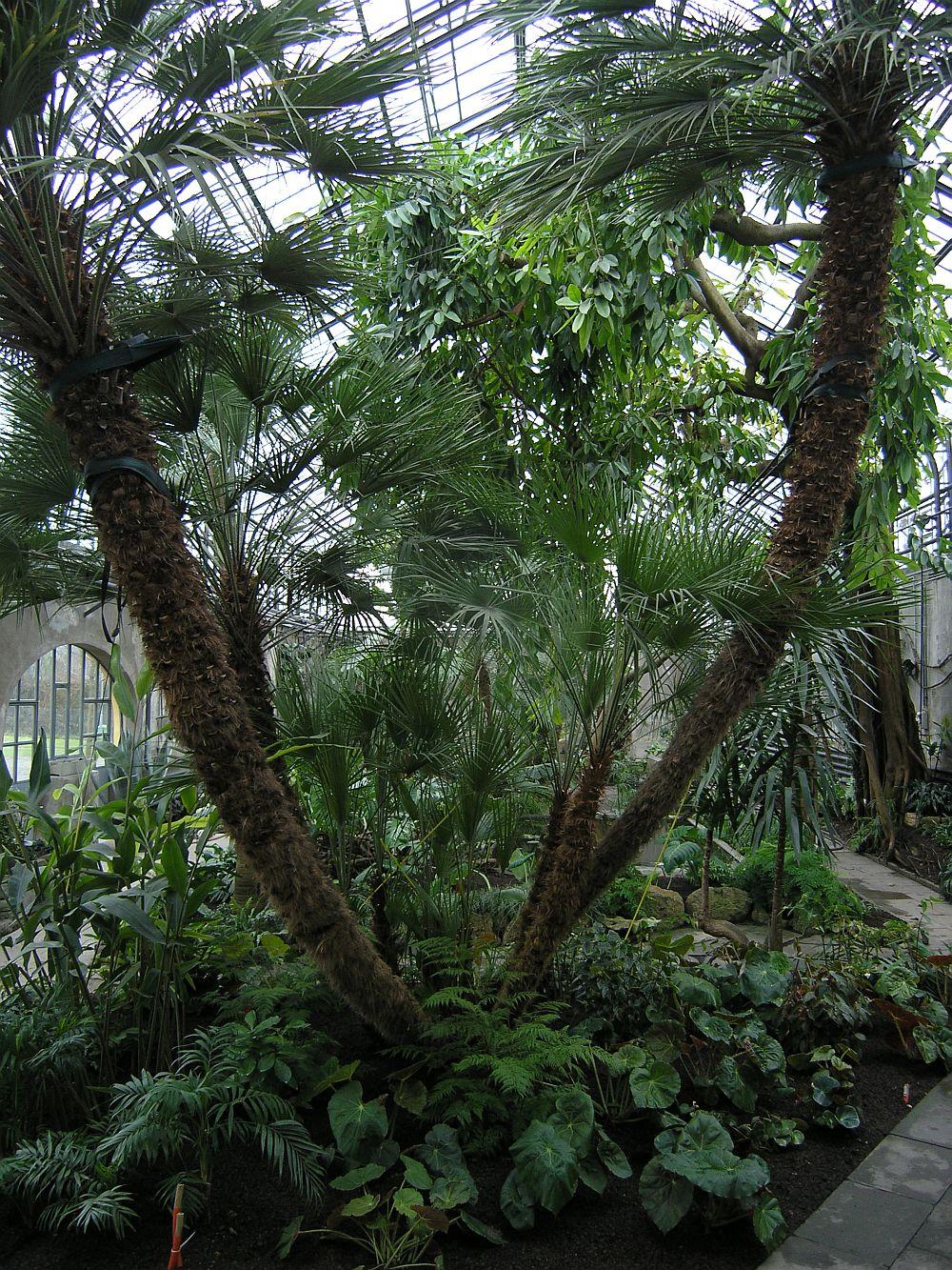 Cover image of this place Palmenhaus Konstanz