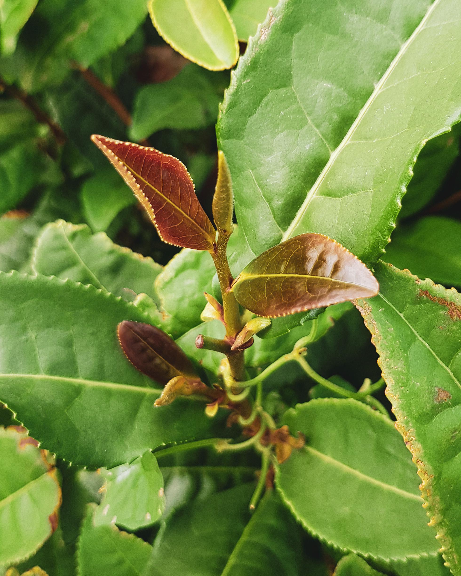 Cover image of this place Renegade Tea Estate