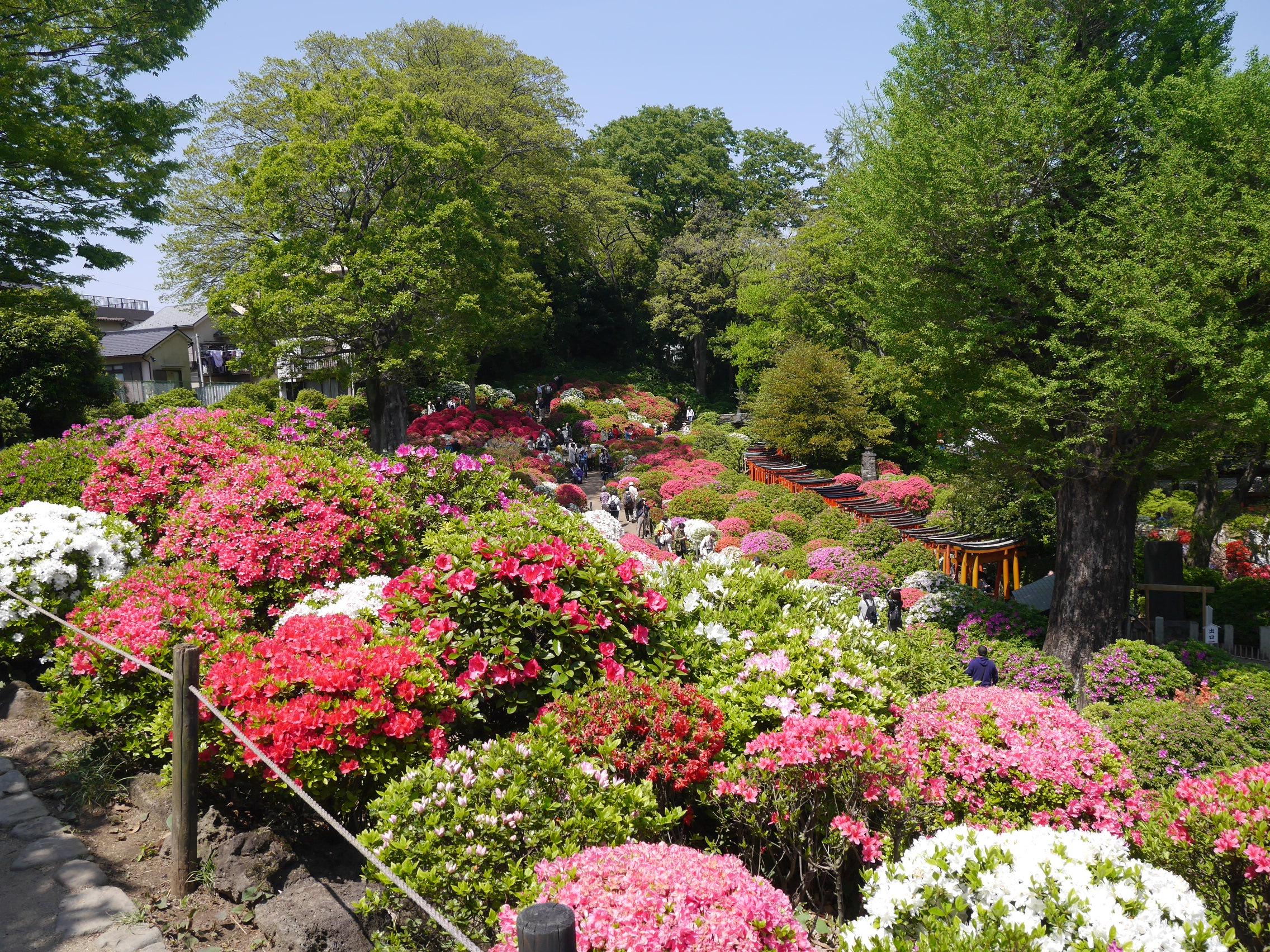 Cover image of this place Nezu Shrine (根津神社)