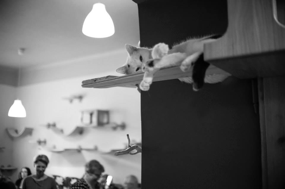 Cover image of this place Kociarnia Kocia Kawiarnia (Cat Café)