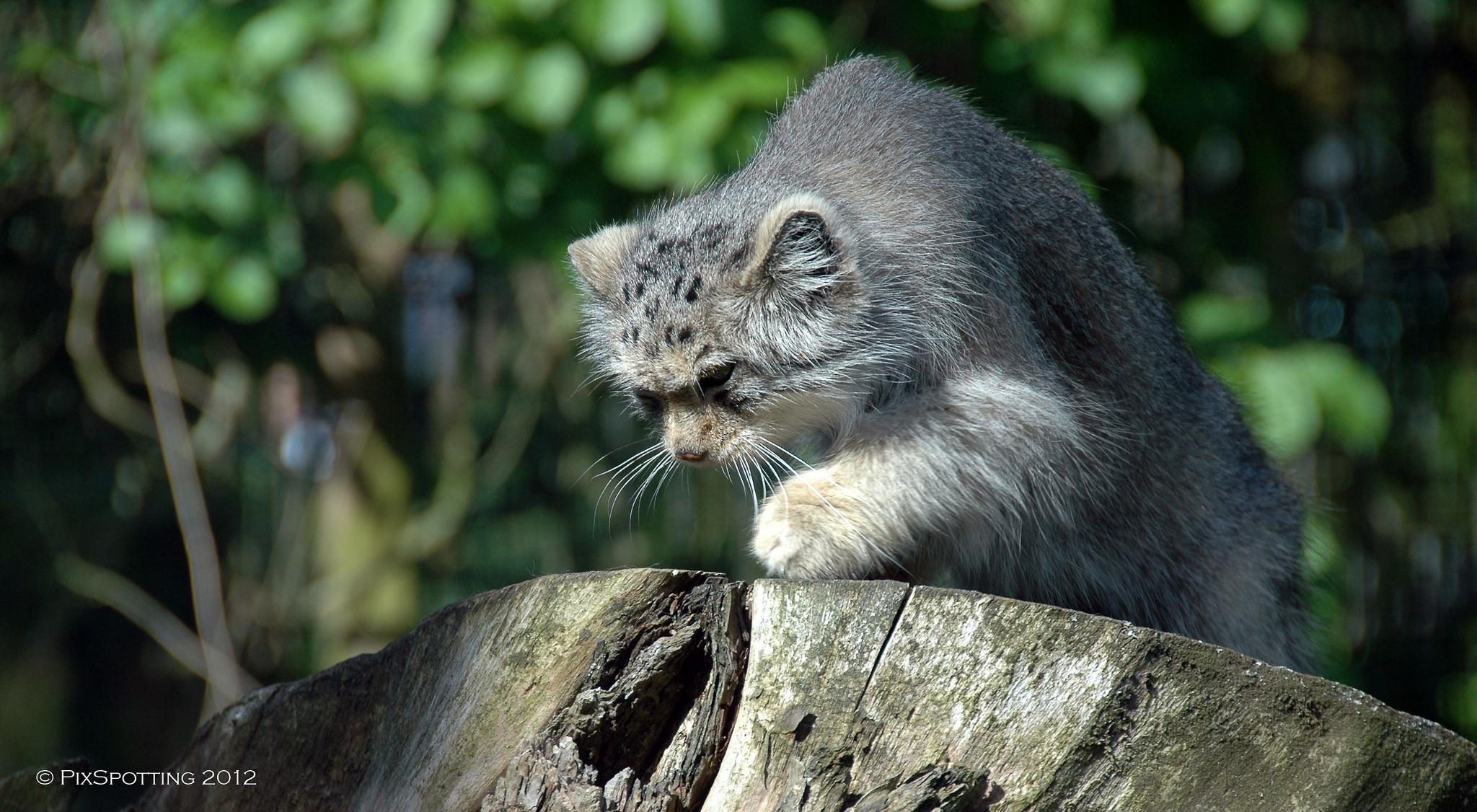 Cover image of this place Korkeasaari Zoo