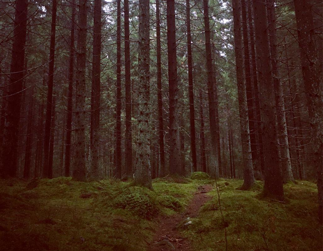 Cover image of this place Haltialan aarnimetsäalue