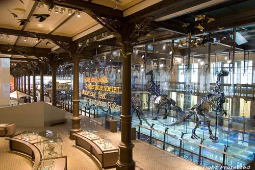 Cover image of this place Musée des Sciences Naturelles