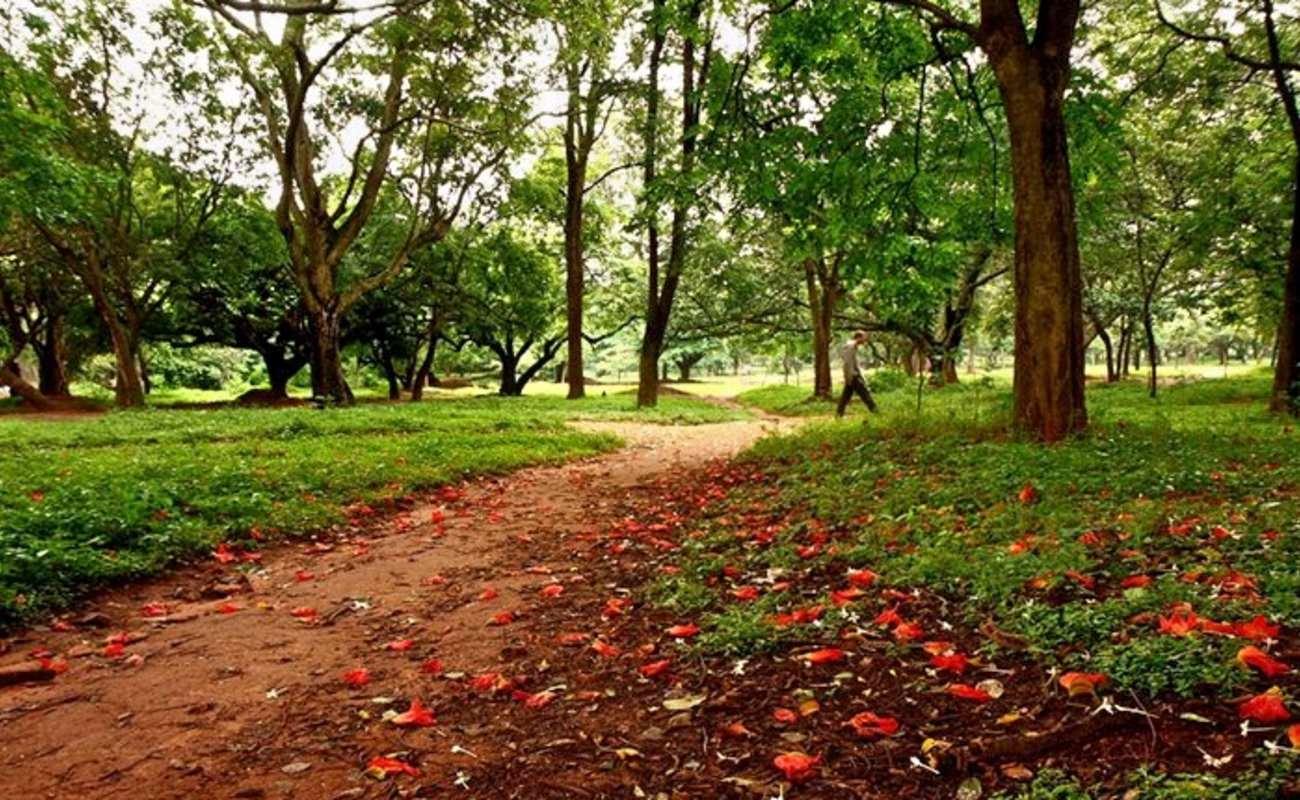 Cover image of this place Cubbon Park