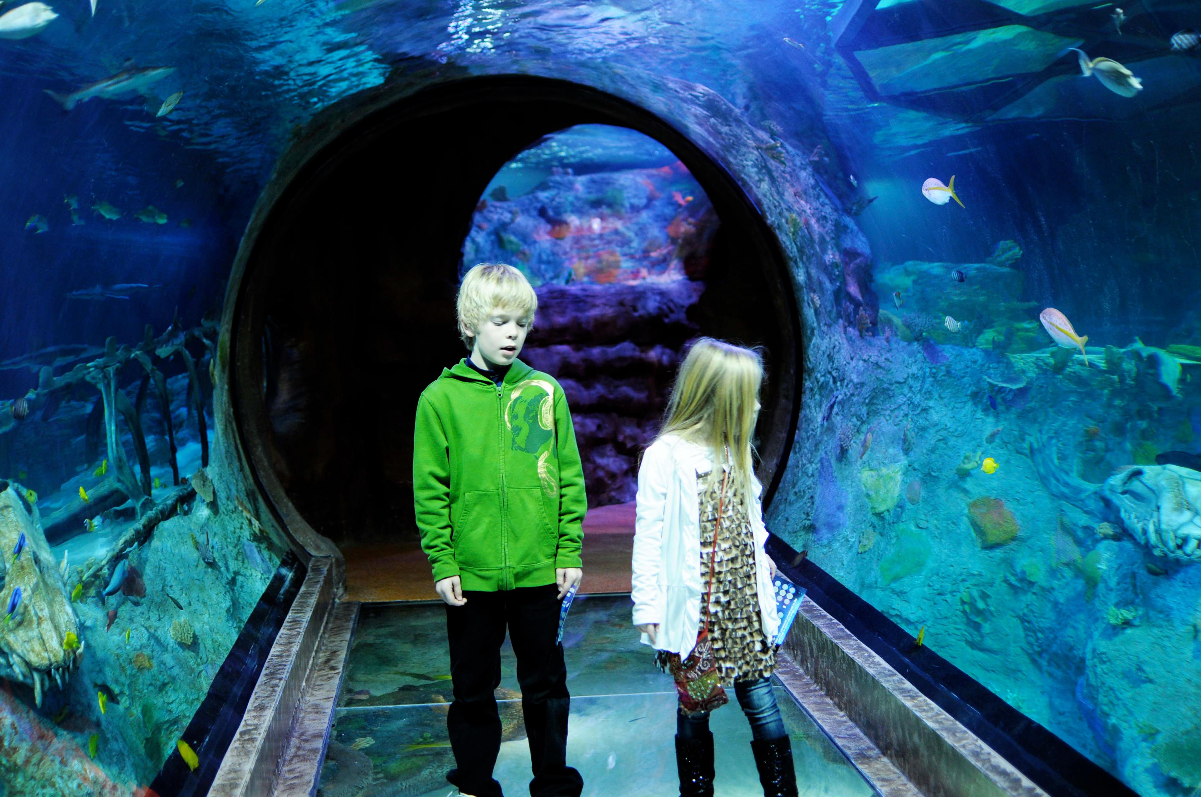 Cover image of this place Sea Life Aquarium
