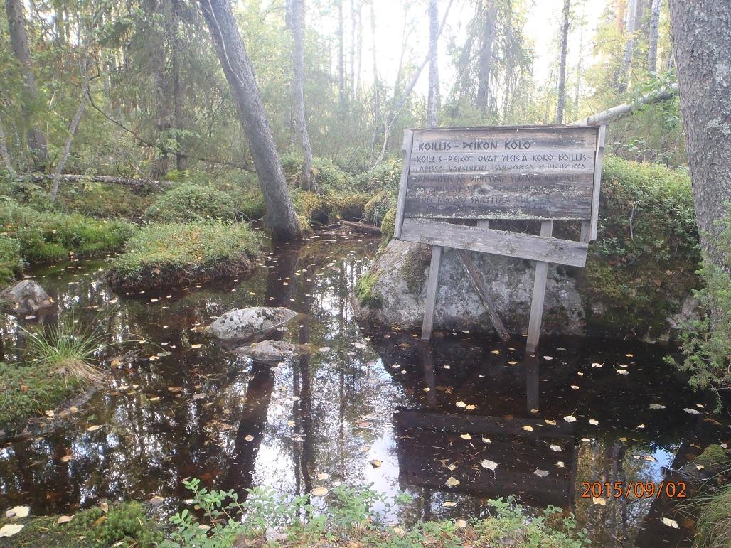 Cover image of this place Kemijärvi's Forest Trail