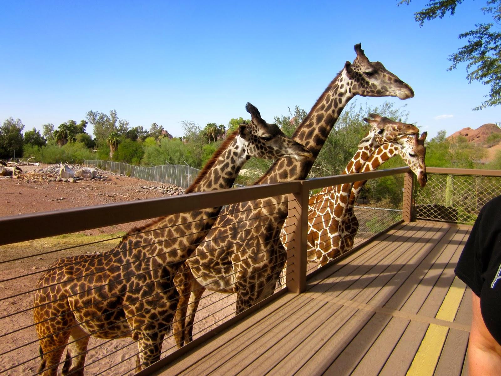 Cover image of this place Phoenix Zoo