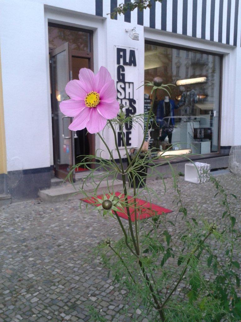 Cover image of this place Flagshipstore Berlin