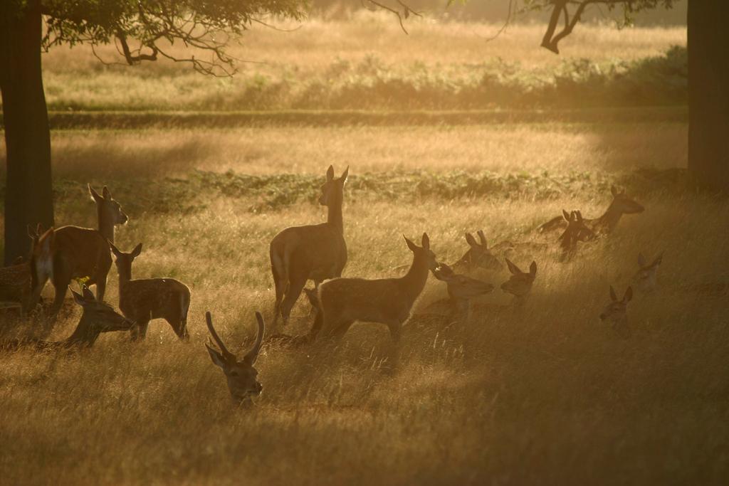 Cover image of this place Richmond Park