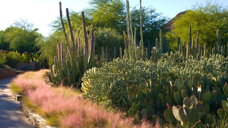 Cover image of this place Desert Botanical Garden