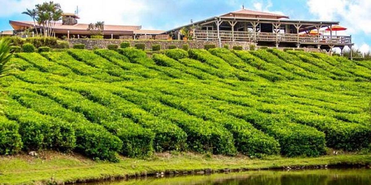Cover image of this place Bois Cheri Tea Factory