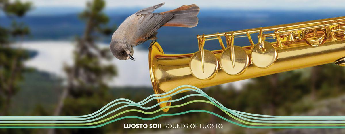 Cover image of this place Luosto Sings Festivals/ July - August