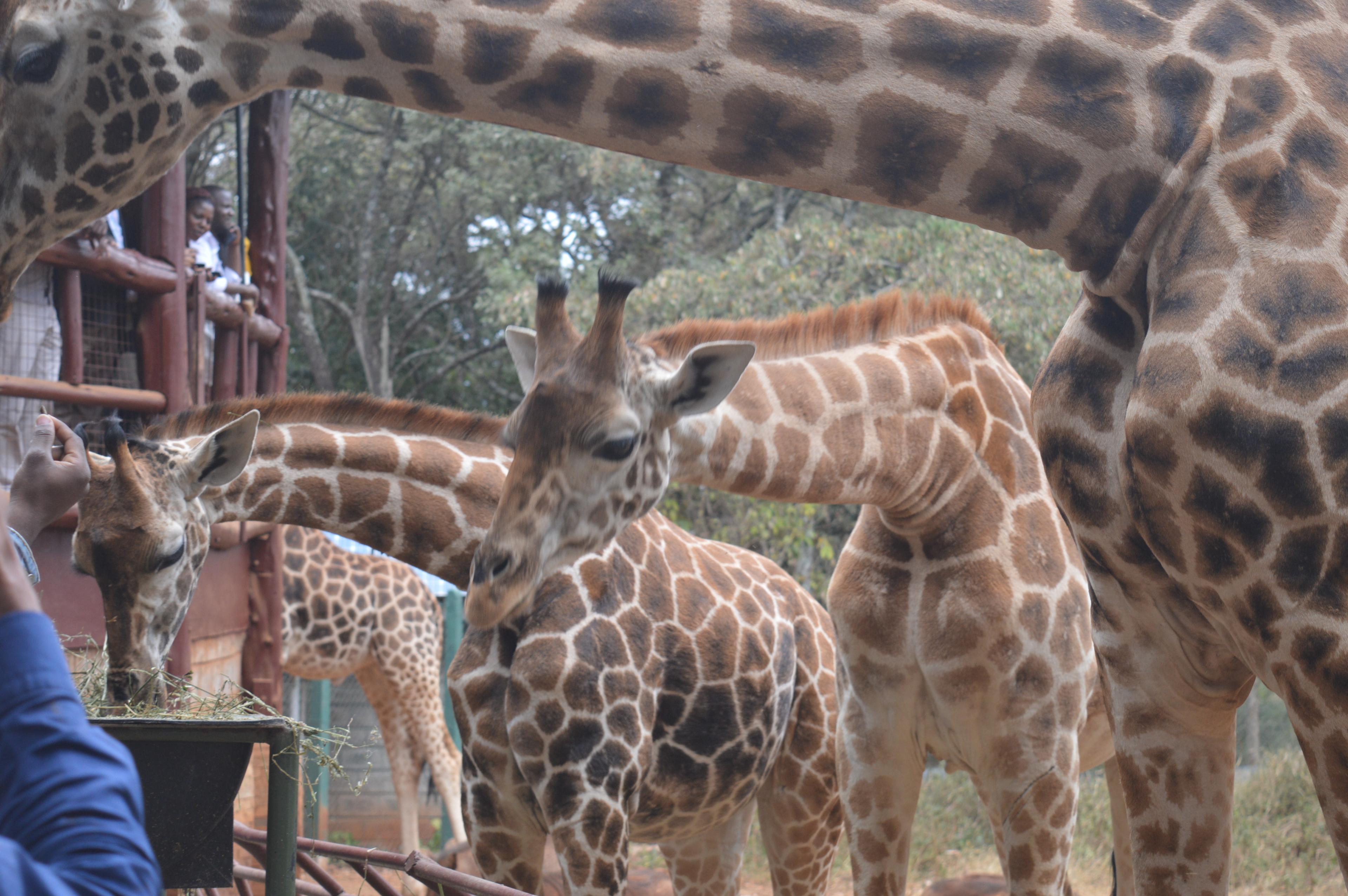 Cover image of this place Nairobi Giraffe Centre