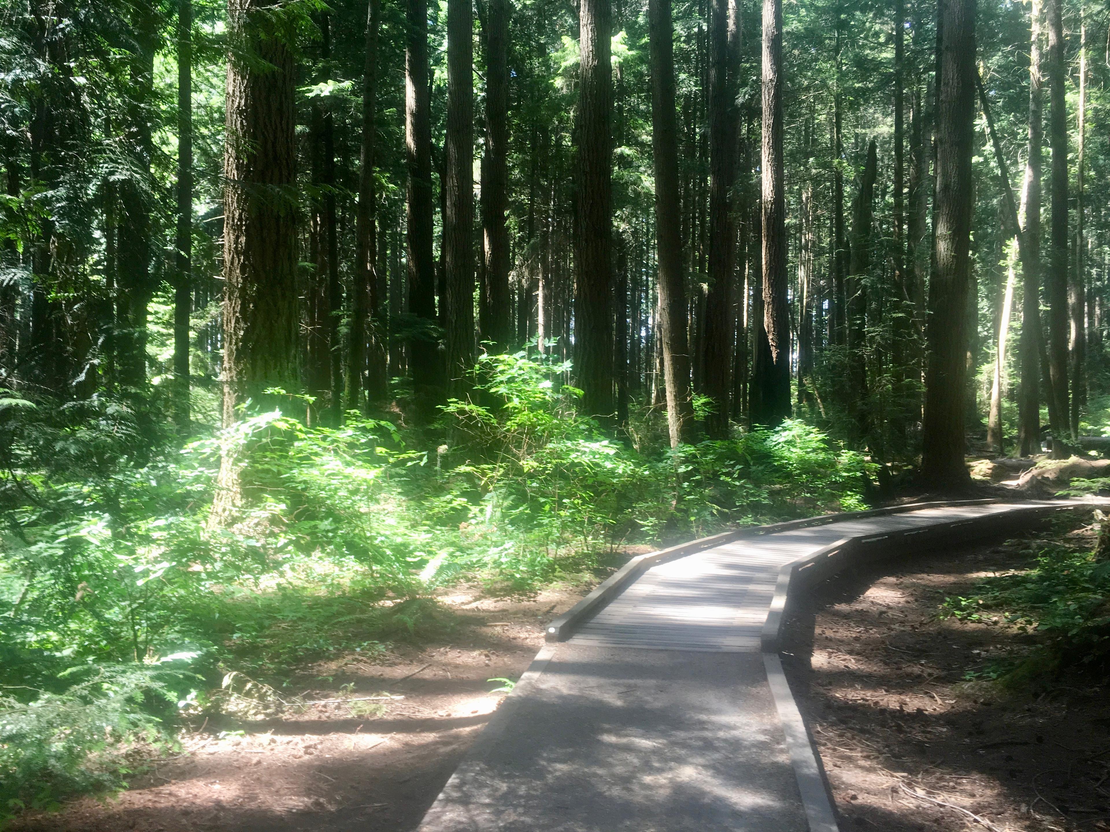 Cover image of this place Pacific Spirit Regional Park