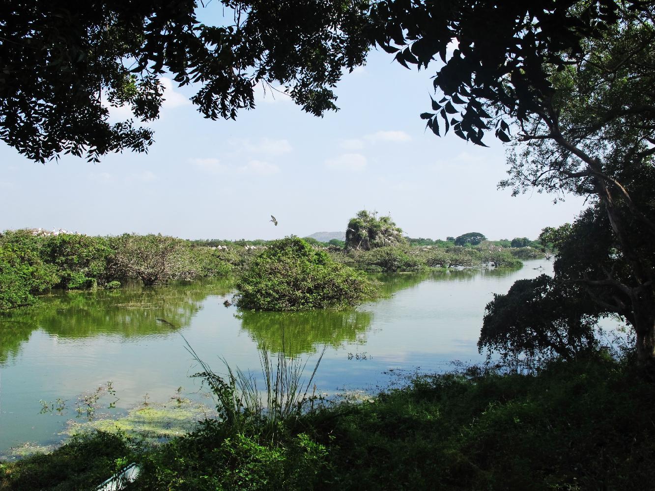 Cover image of this place Vedanthangal - Bird Sanctuary