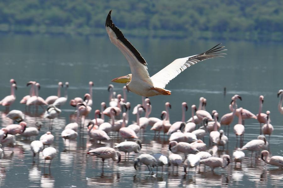 Cover image of this place Lake Nakuru National Park
