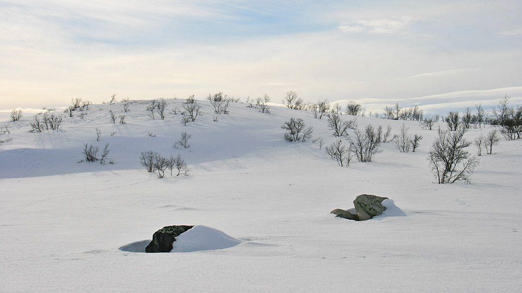 Cover image of this place Pöyrisjärvi's Wilderness Area