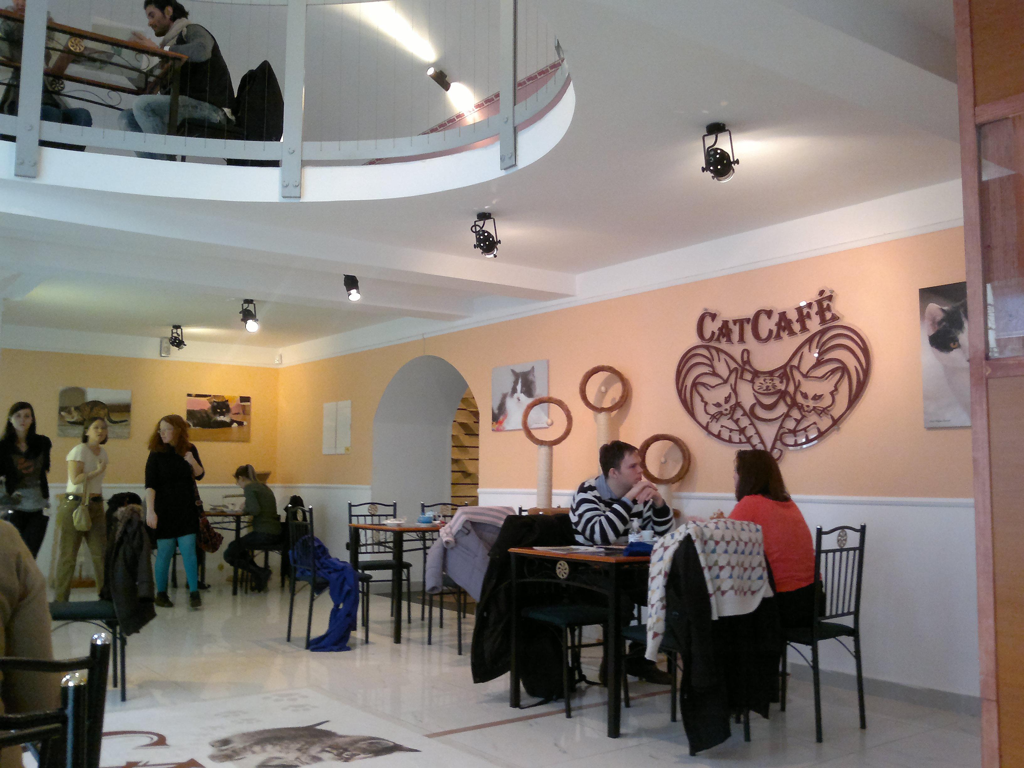Cover image of this place Cat Cafe Budapest